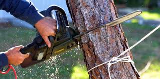 Trusted Apple Valley, UT Tree Care Experts
