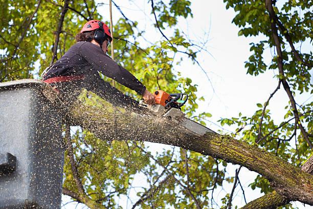 Best Tree Maintenance Programs  in Apple Valley, UT