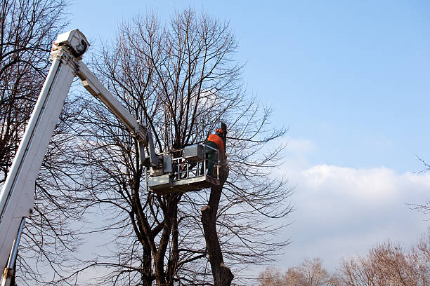 Best Soil Testing and Treatment  in Apple Valley, UT